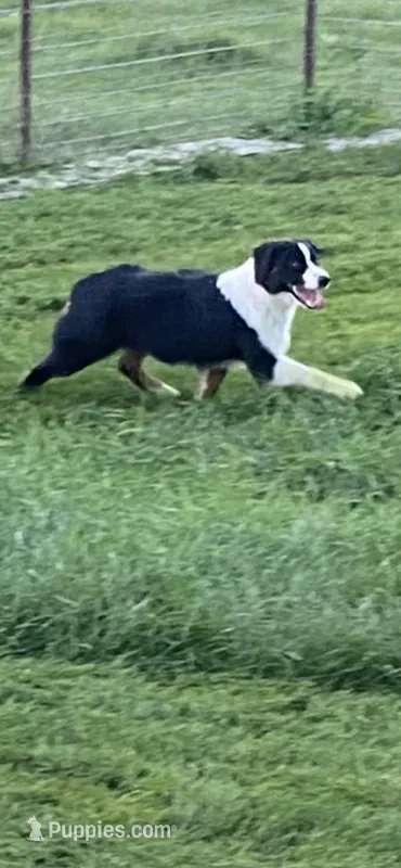 PUPPIES – Miniature American Shepherd puppy for sale in Glencoe, MN