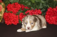 ROYAL, a male Miniature American Shepherd for sale in Glencoe, MN – 10 of 10