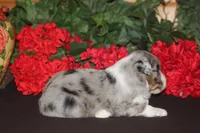 SHANE, a male Miniature American Shepherd for sale in Glencoe, MN – 10 of 10