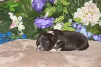 ARLO, a male Miniature American Shepherd for sale in Glencoe, MN – Photo 8 of 10