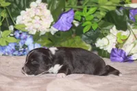 ARLO, a male Miniature American Shepherd for sale in Glencoe, MN – Photo 6 of 10