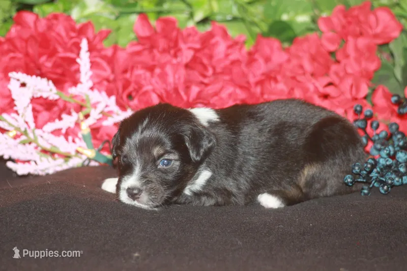 ARLO – Miniature American Shepherd puppy for sale in Glencoe, MN