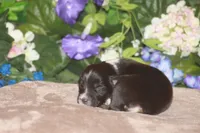 ARLO, a male Miniature American Shepherd for sale in Glencoe, MN – Photo 3 of 10