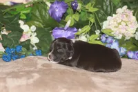 ARLO, a male Miniature American Shepherd for sale in Glencoe, MN – Photo 4 of 10