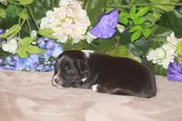 ARLO, a male Miniature American Shepherd for sale in Glencoe, MN – Photo 10 of 10