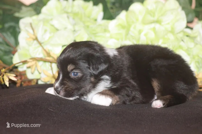 ARLO – Miniature American Shepherd puppy for sale in Glencoe, MN