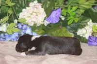 ARLO, a male Miniature American Shepherd for sale in Glencoe, MN – Photo 9 of 10