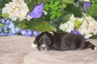 ARLO, a male Miniature American Shepherd for sale in Glencoe, MN – Photo 1 of 10