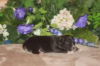 ARLO, a male Miniature American Shepherd for sale in Glencoe, MN – Photo 5 of 10