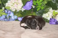 ARLO, a male Miniature American Shepherd for sale in Glencoe, MN – Photo 7 of 10