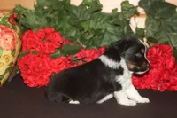 SAWYER, a male Miniature American Shepherd for sale in Glencoe, MN – 10 of 10