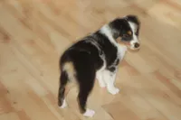 QUEEN, a female Miniature American Shepherd for sale in Glencoe, MN – 8 of 10