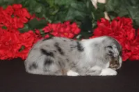 SHANE, a male Miniature American Shepherd for sale in Glencoe, MN – 4 of 10