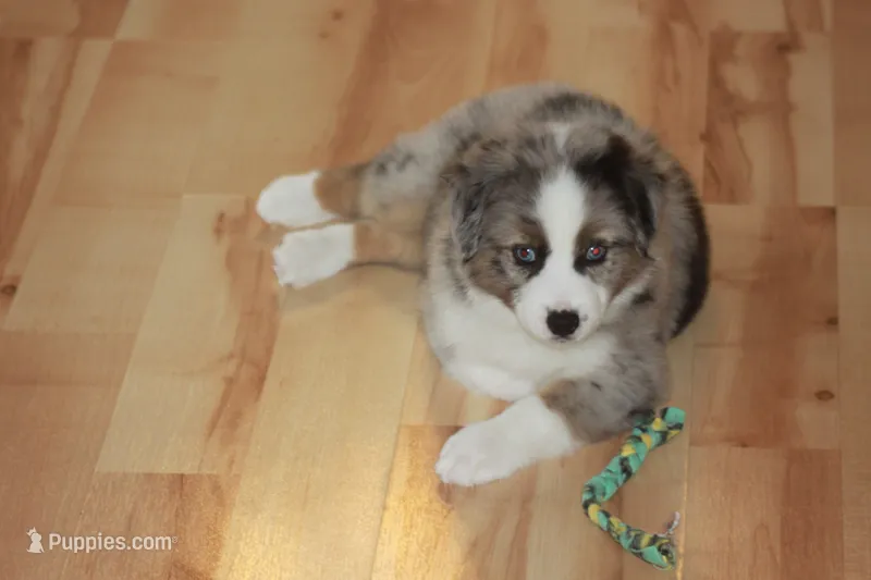 BENNETT – Miniature American Shepherd puppy for sale in Glencoe, MN