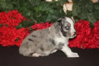 JACKSON, a male Miniature American Shepherd for sale in Glencoe, MN – 8 of 10