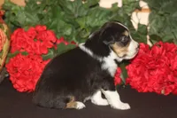 TRUETT, a male Miniature American Shepherd for sale in Glencoe, MN – 6 of 9