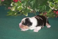 QUEEN, a female Miniature American Shepherd for sale in Glencoe, MN – 5 of 8