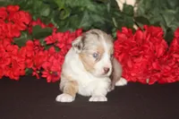 ROYAL, a male Miniature American Shepherd for sale in Glencoe, MN – 6 of 10