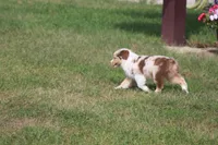 ROYAL, a male Miniature American Shepherd for sale in Glencoe, MN – 7 of 10