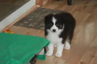 CLAIR, a female Miniature American Shepherd for sale in Glencoe, MN – 7 of 10