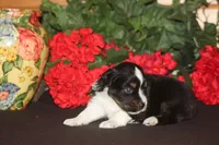 SAWYER, a male Miniature American Shepherd for sale in Glencoe, MN – 7 of 10
