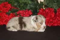ROYAL, a male Miniature American Shepherd for sale in Glencoe, MN – 7 of 10