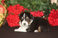 TRUETT, a male Miniature American Shepherd for sale in Glencoe, MN – 1 of 9