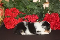 QUEEN, a female Miniature American Shepherd for sale in Glencoe, MN – 5 of 10