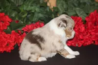 ROYAL, a male Miniature American Shepherd for sale in Glencoe, MN – 8 of 10