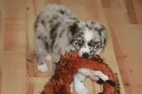 ENZO, a male Miniature American Shepherd for sale in Glencoe, MN – 7 of 10