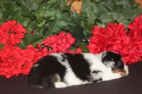 QUEEN, a female Miniature American Shepherd for sale in Glencoe, MN – 7 of 10