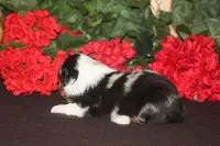 QUEEN, a female Miniature American Shepherd for sale in Glencoe, MN – 4 of 10