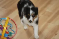 QUEEN, a female Miniature American Shepherd for sale in Glencoe, MN – 6 of 10