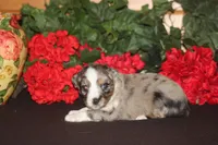 JACKSON, a male Miniature American Shepherd for sale in Glencoe, MN – 4 of 10