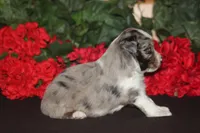 JACKSON, a male Miniature American Shepherd for sale in Glencoe, MN – 10 of 10