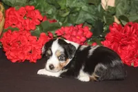 QUEEN, a female Miniature American Shepherd for sale in Glencoe, MN – 2 of 10
