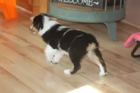 QUEEN, a female Miniature American Shepherd for sale in Glencoe, MN – 10 of 10