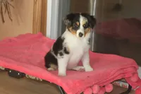 QUEEN, a female Miniature American Shepherd for sale in Glencoe, MN – 3 of 10