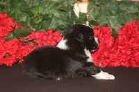 DALLAS, a male Miniature American Shepherd for sale in Glencoe, MN – 5 of 10