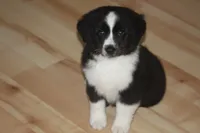 DALLAS, a male Miniature American Shepherd for sale in Glencoe, MN – 5 of 10