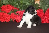ADELINE, a female Miniature American Shepherd for sale in Glencoe, MN – 2 of 7