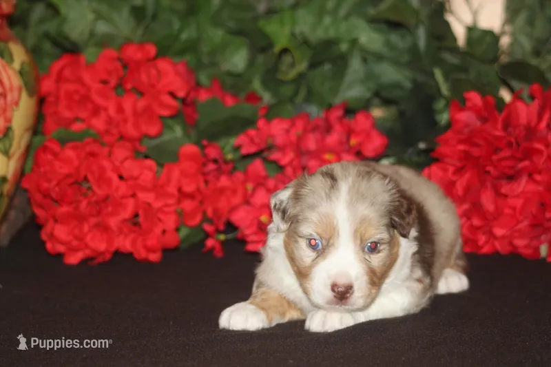 ROYAL – Miniature American Shepherd puppy for sale in Glencoe, MN