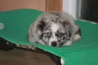 ENZO, a male Miniature American Shepherd for sale in Glencoe, MN – 2 of 10
