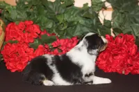QUEEN, a female Miniature American Shepherd for sale in Glencoe, MN – 9 of 10