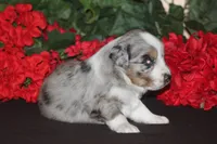 SHANE, a male Miniature American Shepherd for sale in Glencoe, MN – 5 of 10