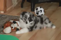 LAINEY, a female Miniature American Shepherd for sale in Glencoe, MN – 4 of 10