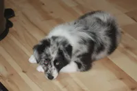 Lainey, a female Miniature American Shepherd for sale in Glencoe, MN – 4 of 10