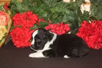 DALLAS, a male Miniature American Shepherd for sale in Glencoe, MN – 9 of 10