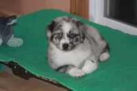 ENZO, a male Miniature American Shepherd for sale in Glencoe, MN – 1 of 10