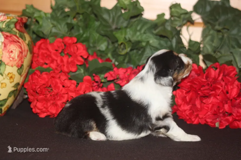 QUEEN – Miniature American Shepherd puppy for sale in Glencoe, MN